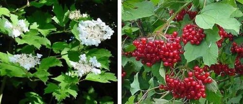 Cranberry, Highbush Cranberry, Viburnum Opulus, 40 Seeds! Groco