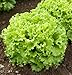 David's Garden Seeds Lettuce Muir D3881 (Green) 200 Organic Seeds