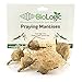 BioLogic's Praying Mantis Egg Cases - 5 Extra Large Cases