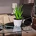 Santino ASTI 7.1 Inch Self Watering Planter Green-Gold/White for Indoor Plants - Premium Quality Modern Plastic Planter Pot w/ Water Level Indicator for All House Plants, African Violets and Dahlias
