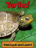Turtles! Learn About Turtles and Enjoy Colorful Pictures - Look and Learn! (50+ Photos of Turtles)