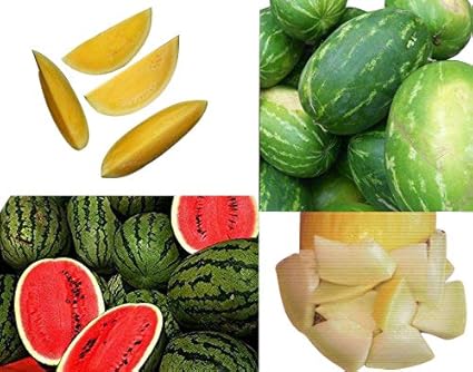 Wassermelonen-Melonen Mix **Super Süß und Aromatisch** ->4 Super Sorten<-