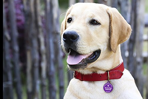 Dynotag Web Enabled Super Pet ID Smart Tag. Deluxe Coated Steel, with DynoIQ & Lifetime Recovery Service. Fun Series (Purple: Have Your People Call My People)