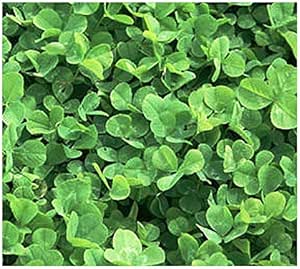 lawn clover