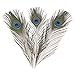 Featured Real Natural Peacock Feathers Bulk 10-12 inches (25-30cm) Great Decorations for Christmas Halloween Home Party Wedding Centerpieces (Natural 10pcs)