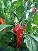 Three Squirrels, Dried Whole Ghost Chilies Peppers, Ghost Peppers, More than 1 million SHUs, Hottest Chili, Approx. 60 Pods, 2 oz.