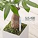 Sustee Aquameter (White, Medium, Refillable) - Plant Soil Moisture Sensor - Best for Potted Plants – Probe, Meter, Indicator