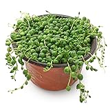 4" String of Pearls, Live Trailing Succulent Fully