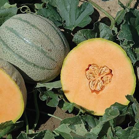 NE Seed Tasty Sherbet F1 Hybrid Tuscan Type Melon Seeds 500 Seeds