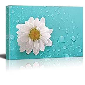 White Daisy Flower on an Aqua Background with Rain Drops - Canvas Art Home Art - 12x18 inches