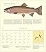 Trout of North America Wall Calendar 2017