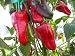 Leutschauer Paprika Pepper 10+ Seeds