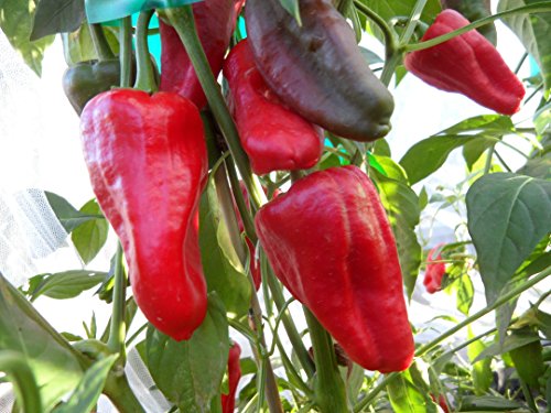 Leutschauer Paprika Pepper 10+ Seeds Leutschauer Paprika Pepper 10+ Seeds