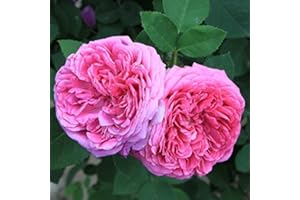 ADB Inc Heirloom Pink Damask Rose Bush Flower Seeds : Seeds Only