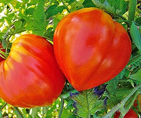 Bobby-Seeds BIO-Tomatensamen Little Sweetheart BIO Portion