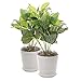 Set of 2 White Ceramic Ribbed Design Round Succulent Plant Pots/Small Decorative Herb Planters