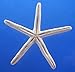 Finger Starfish, 2 to 3 Inch - 10 Pack