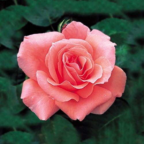 Blessings' - Pink Bare Root Hybrid Tea Rose - Fragrant Perennial - Free P&P