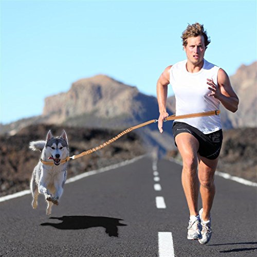 image for Neeyer Hands Free Dog Leash, Running Dog Leash with Bungee, Reflective