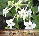 400 FRAGRANT NICOTIANA Flower Seeds FLOWERING TOBACCO HEAVENLY PERFUME FRAGRANCE