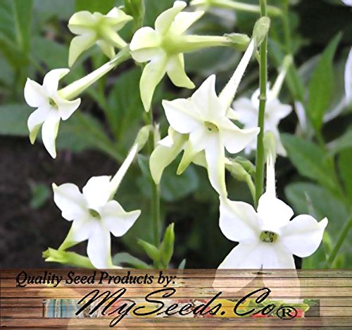 400 FRAGRANT NICOTIANA Flower Seeds FLOWERING TOBACCO HEAVENLY PERFUME FRAGRANCE