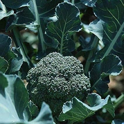 Pinkdose Bonbons Au Brocoli Avec Chou Fleur Chou Violet Vert Coeur Plume Spore Bonbons Au Chou En Pot 10pc 10 Vert 10 Graines Amazon Fr Jardin