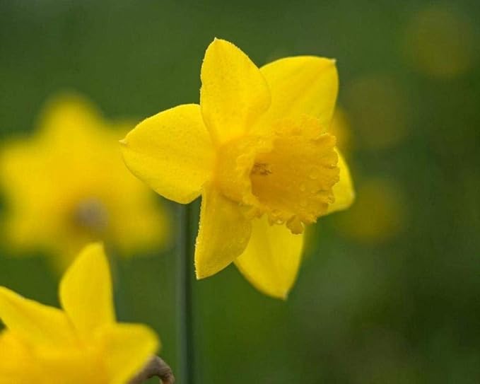 Pintura por número Paquete en lienzo Pintura al óleo DIY Narciso Flor