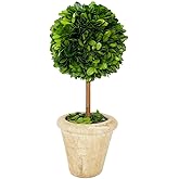 Natural Preserved Boxwood Topiary in Pot 9 inch Stunning Greenery and Plant Decor Great for Home Office bar Shop decoartion Christmas Topiary Decor GIFS for Family, New House(9 inch Tall/4 inch Wide)