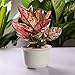 T4U 3.5 Inch Plastic Round succulent Plant Pot/Cactus Plant Pot Flower Pot/Container/Planter Package 1 Pack of 10