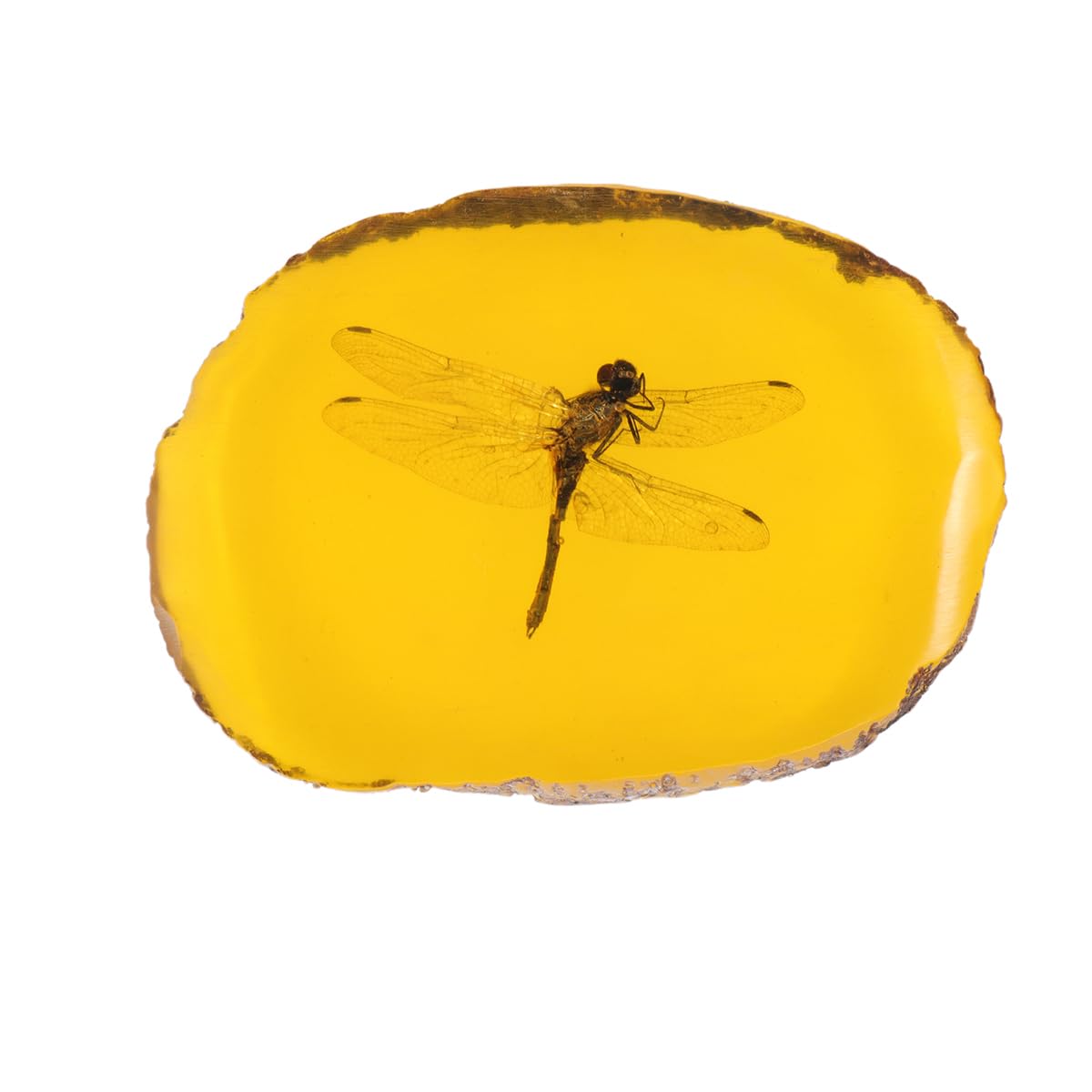Abaodam Amber Pendant Natural Worm Insect Fossil Real Amber Paperweight Unique Desk Accessory 4X3X0.6 Inch Collectible Office Decor
