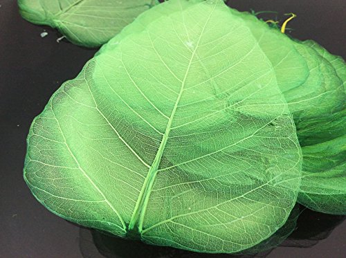 Dark Green 5 Inch Skeleton Leaves 100 pcs Sacred Fig Ficus Religiosa Flower Making Floral Scrapbook Craft Wedding Card