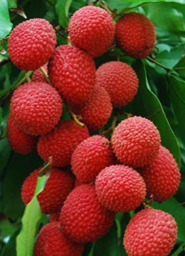KC Commerce Premium Quality Lychee In Syrup EASY-OPEN CAN Product of THAILAND (Pack of 3)