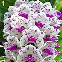 Dyllutrwhe Fragrant Orchid Seeds Cymbidium Flower Home Office Garden Bonsai Plant Summer Fresh Seeds for Planting 100Pcs 1#