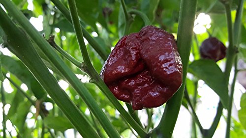 Sepia Serpent Chile 10+ Seeds Sepia Serpent Chile 10+ Seeds