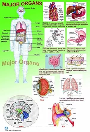 Amazon.com: Huge Laminated Humun Body Major Organs Medical Poster Wall