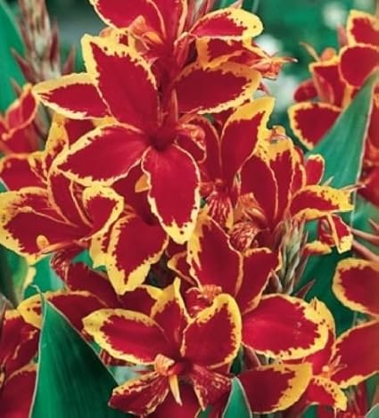 Amazon.com: Gorgeous Canna Lucifer Sweet Canna Lily Bulb ! In Stock