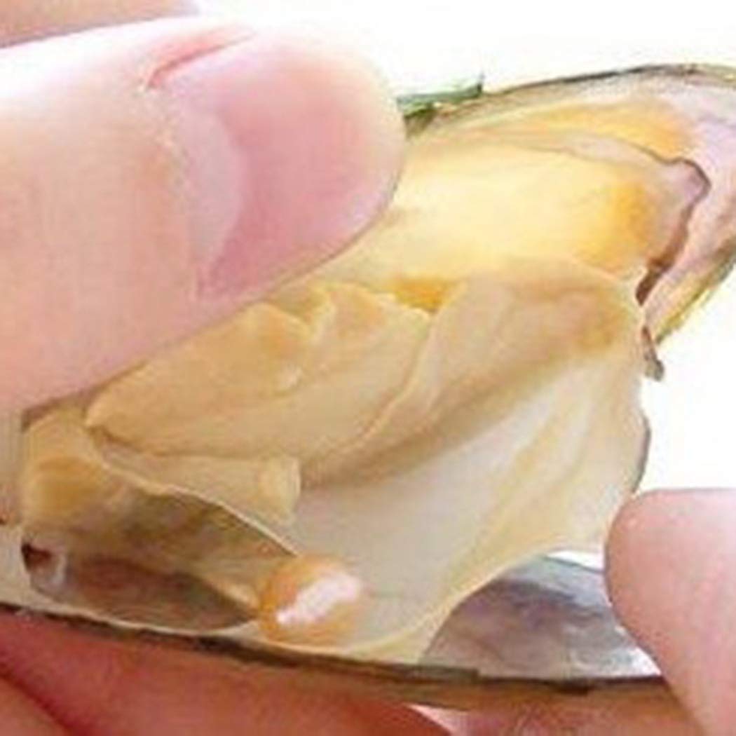 6 psc Vacuum Packaging Mussel Oyster Drop Pearl Pendant Pearls (White)