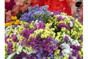 Statice, Flower Everlasting Mix, 70 Seeds:Seeds: Package Contains Seeds