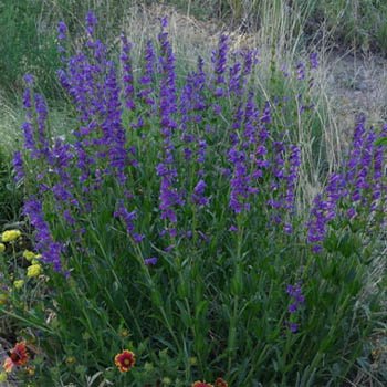 Outsidepride Penstemon Rocky Mountain - 5000 Seeds