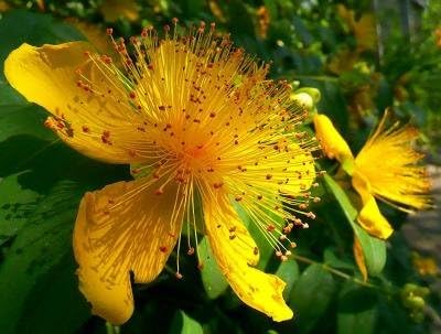 Classy Groundcovers - Hypericum calycinum (Creeping St. John's Wort, Aaron's Beard, Jerusalem Star, Rose of Sharon) {24 Pots - 3 1/2 in.}