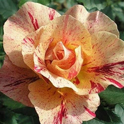 XIANJIA - 100 Pieces Desert Rose Seeds Exotic Rose Flower Seeds Hybrid Tea Seeds for Your Garden Balcony Long Flowering Hardy Perennial (9)