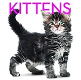 Image de Kittens Cubebook: Cube Book