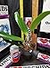 Pot. Susan Fender 'Cinnamon Stick' AM/AOS-The Best! Outstanding Cattleya Orchid Plant