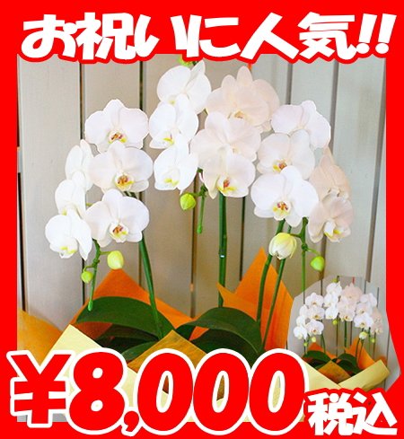 B00ugbf134 中輪 開店祝い 誕生日 人気ランキング プレゼント 3本立ち 5本立ち 胡蝶蘭 白 ガーデン 最高級のスーパー