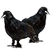 Prextex Crows Halloween Decoration - Black Bird Fall Decor, Witch Decor, Artificial Birds Gothic Home Decor, Fake Crow Halloween Kitchen Decor, Vintage Halloween Decorations Outdoor and Indoor (2pcs)