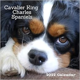large king charles cavalier
