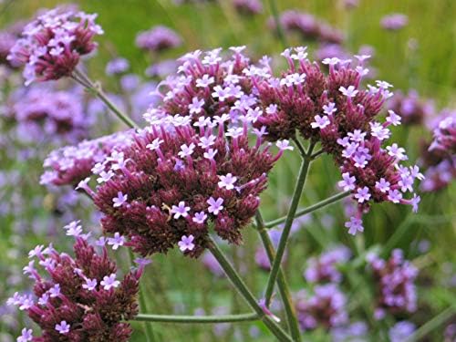 Verbena bonariensis 1,000 Seeds