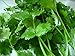 All Good Things Organic Seeds Cilantro Seeds (~150): Certified Organic, Non-GMO, Heirloom, Open Pollinated Seeds from the United States