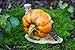 Top Collection Enchanted Story Garden and Terrarium Pumpkin Fairy House Outdoor Decor