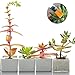 YGEOMER 10pcs Succulent Tools Mini Gardening Hand Tools Set Plant Transplanting Fairy Garden Planting Tools, with 20 Plant Labels as Gift